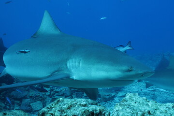 Fototapeta premium portrait of a bull shark