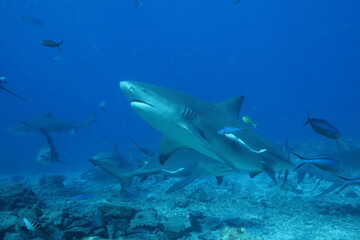 Fototapeta premium bull shark