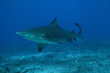 Bull shark