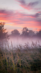 Obraz premium Ethereal dawn or dusk landscape with colorful skies and gentle grasses Vertical Mobile Wallpaper