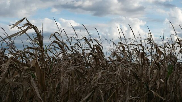 Ein Maisfeld mit Mais Pflanzen kurz vor der Ente im September, Bevorstehende Maispflanzen Sp&auml;ternte im Herbst, Windiges Wetter bei bew&ouml;lktem Wetter, Pflanzen im Wind