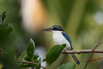  Pacific kingfisher (Todiramphus sacer)