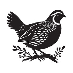 Quail bird silhouette  vector black color white background 