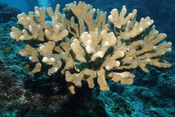 Hard coral and small fish