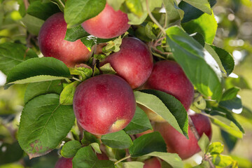 Ripe Apples Hanging on Trees in a Lush Orchard