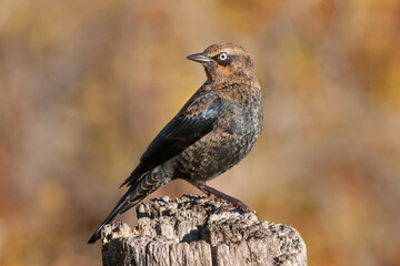 Rusty Blackbird 04
