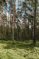 Pines, birch trees, bilberry bushes in the forest at spring