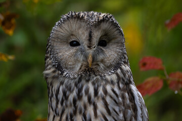 Brown Owl, Strix uralensis. A nocturnal bird of prey with large, forward-facing eyes and silent flight. Known for its keen hearing and hunting skills, owls are often symbols of wisdom and mystery.