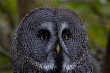 The Great Grey Owl or Lapland Owl, Strix nebulosa. Close up Portrait. Can spin the head at 270 degrees.