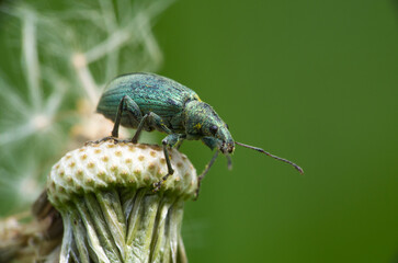 bug on a leaf