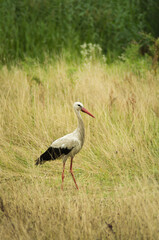 white stork ciconia