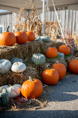 pumpkins and gourds