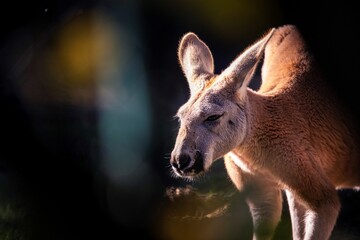 A captivating image of a kangaroo basking in the soft, golden rays of the afternoon sun, perfectly highlighting its calm demeanor and the serene beauty of its natural environment.