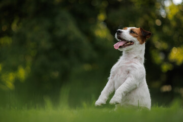 dog of the Jack Russell Terrier breed in the park on the green grass at sunset. 