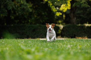 Fototapeta premium dog of the Jack Russell Terrier runs through the green grass in the park. animal training.