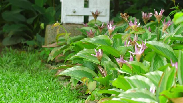 Vibrant pink flowers and lush green foliage in well-maintained garden. Serene and beautiful natural scene. Nature and Gardening.