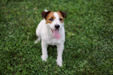 dog of the Jack Russell Terrier breed in the park on the green grass at sunset. 