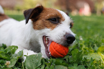 dog of the Jack Russell Terrier breed in the park on the green grass at sunset. 