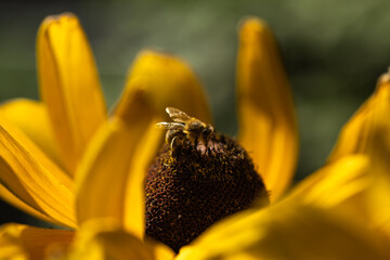 Bienne auf einer Blüte  © Danny