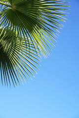 frame for decoration with palm and coconut leaves