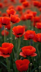 Fototapeta premium Vibrant red poppies in a lush green field striking and dynamic floral background