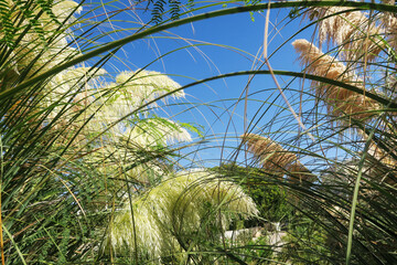 Landscape design in a tropical country, fluffy grass.