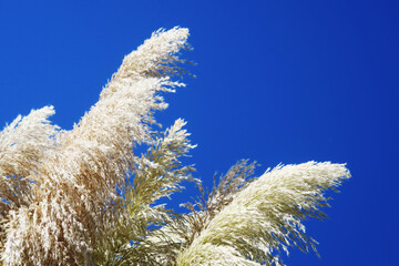 Landscape design in a tropical country, fluffy grass.