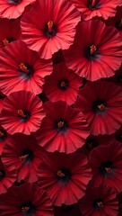 Obraz premium Vibrant red hibiscus flowers creating a bold tropical feel