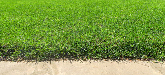 dense lawn grass. The green lawn is short-cropped