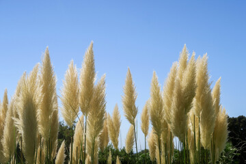 Landscape design in a tropical country, fluffy grass.