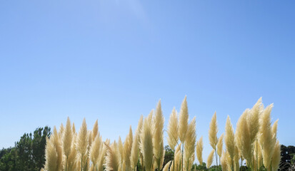 Landscape design in a tropical country, fluffy grass.