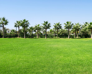 dense lawn grass. The green lawn is short-cropped