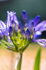 A close-up of a closed african lily flowers, also called lily of the nile or agapanthus standing tall in a garden on a sunny day.