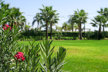 dense lawn grass. The green lawn is short-cropped