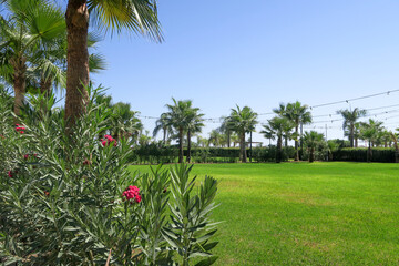 dense lawn grass. The green lawn is short-cropped