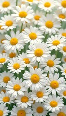 Fototapeta premium Fresh and playful floral background with white daisies and bright yellow centers