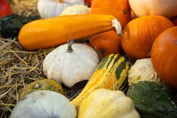 Dynia dynie jesień © mydayphoto