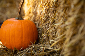 Dynia dynie jesień © mydayphoto