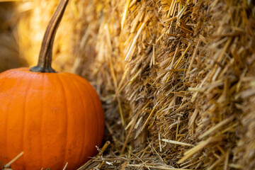 Dynia dynie jesień © mydayphoto