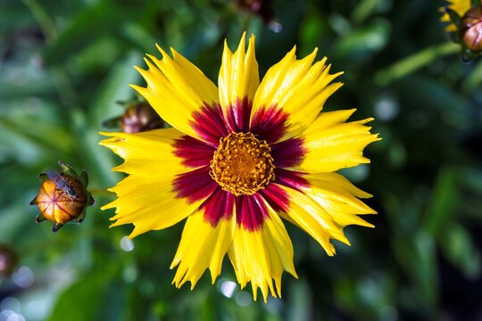A macro of a vibrant yellow and red Coreopsis flower in full bloom, captured from above. The flower features symmetrical petals with red accents against a natural green background.