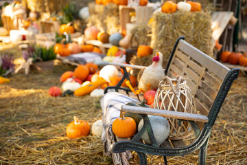 Dynia dynie jesień © mydayphoto