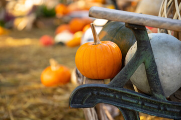 Dynia dynie jesień © mydayphoto