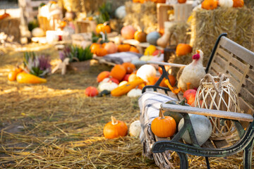 Dynia dynie jesień © mydayphoto