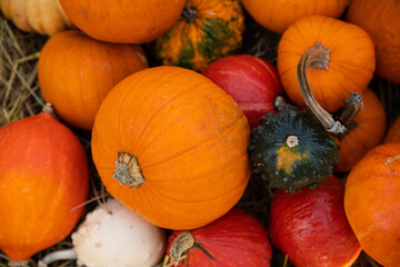 Dynia dynie jesień © mydayphoto