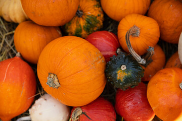 Dynia dynie © mydayphoto