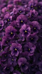 Velvety deep purple pansies creating rich floral background