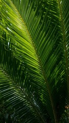Vibrant tropical palm leaves creating a lush canopy in soft sunlight
