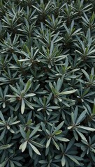 Fototapeta premium Vibrant olive tree leaves creating a textured green background