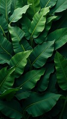Obraz premium Tropical banana leaves in rich green hues with dark veins