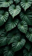 Rich dark green rubber plant leaves create lush textured background